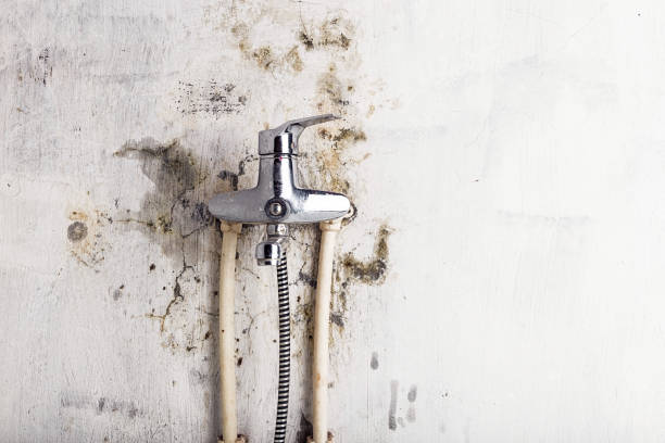 Best Health and Safety Mold Remediation in Platte City, MO
