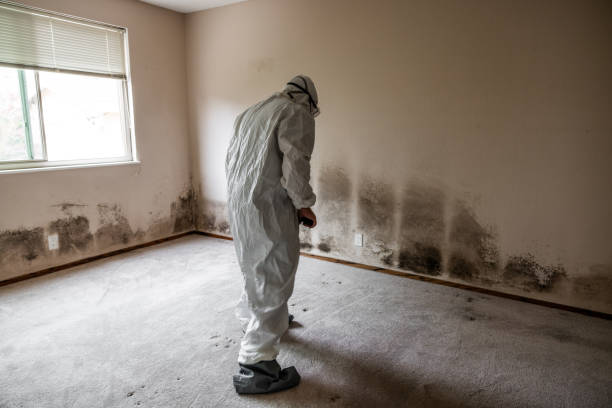 Best Basement Mold Remediation in Platte City, MO