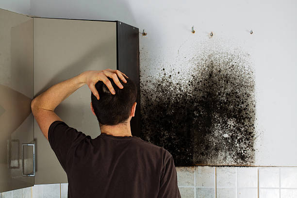 Professional Mold Remediation in Platte City, MO