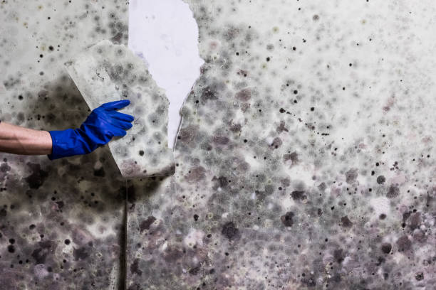 Best Crawl Space Mold Remediation in Platte City, MO
