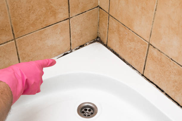 Best Kitchen Mold Remediation in Platte City, MO